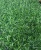 Искусственный газон 2,0*25 м черная подложка, ворс 30 мм от компании Востокимпорт